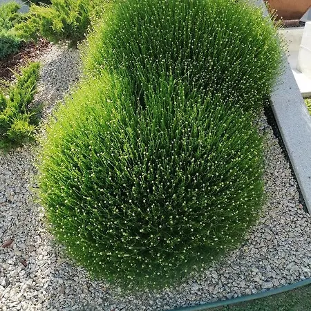 Casa D'avo Bina Local * Βιάνα ντο Καστέλο