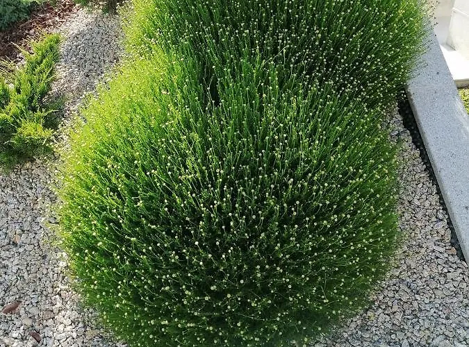 Casa D'avo Bina Local * ויאנה דו קסטלו